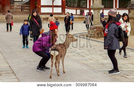 Nara, Japan, January 15 2019 : A Beautiful  Tourist Woman Tourists Enjoy Taking Photo With Deer In N
