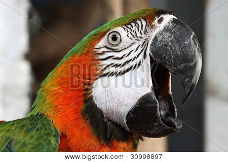 Green and Orange Macaw in zoo