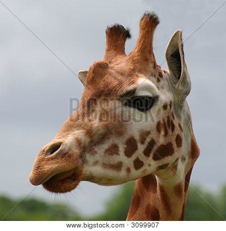 Giraffe