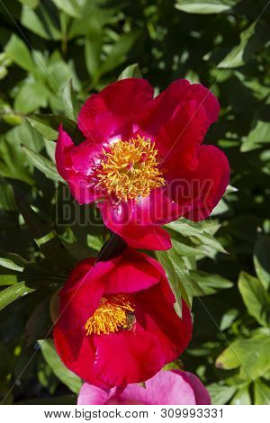 Camellia Is A Genus Of Flowering Plants In The Family Theaceae. They Are Found In Eastern And Southe