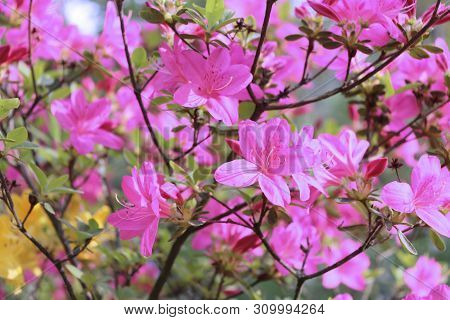 Big Azalea Or Rhododendron In A Organic Garden. Season Of Flowering Azaleas . Azaleas Are Shade Tole