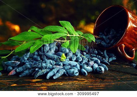 Blue Honeysuckle Berries Gathered In A Mug Spilled On The Board