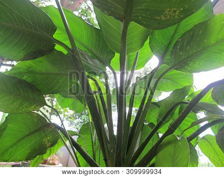 Garden Foliage Plant, Family - Araceae, Botanical Photography