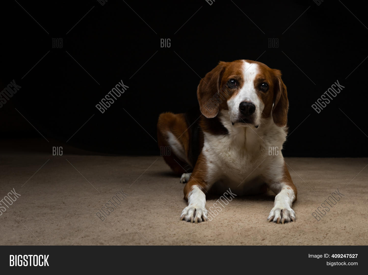 large beagle breed