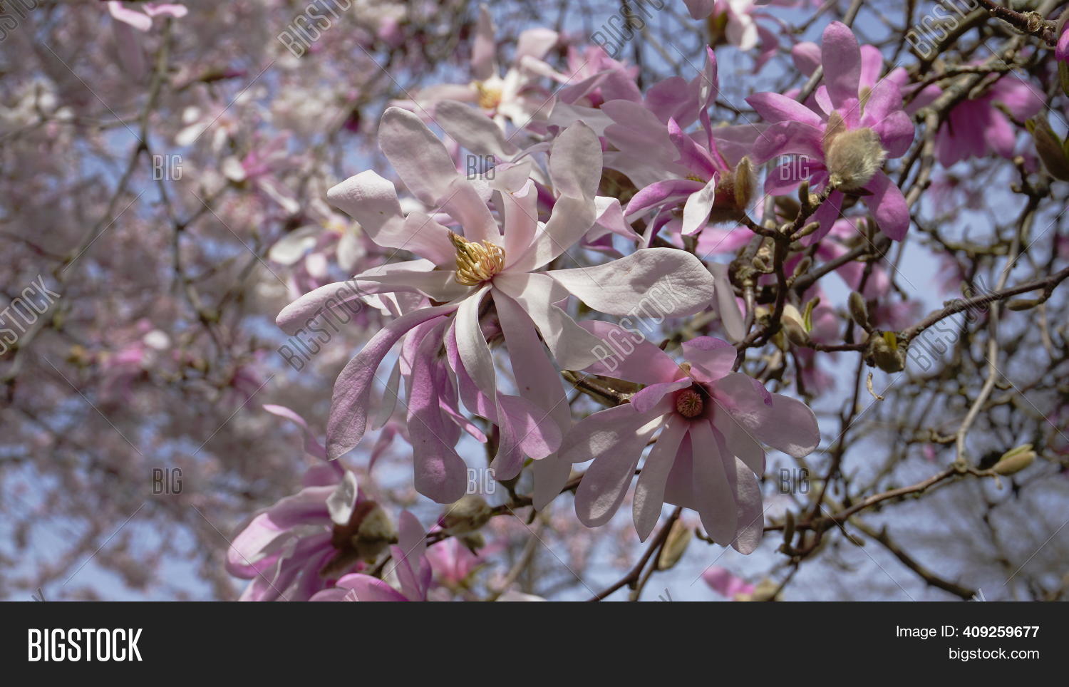 Showy Beautiful Image & Photo (Free Trial) Bigstock