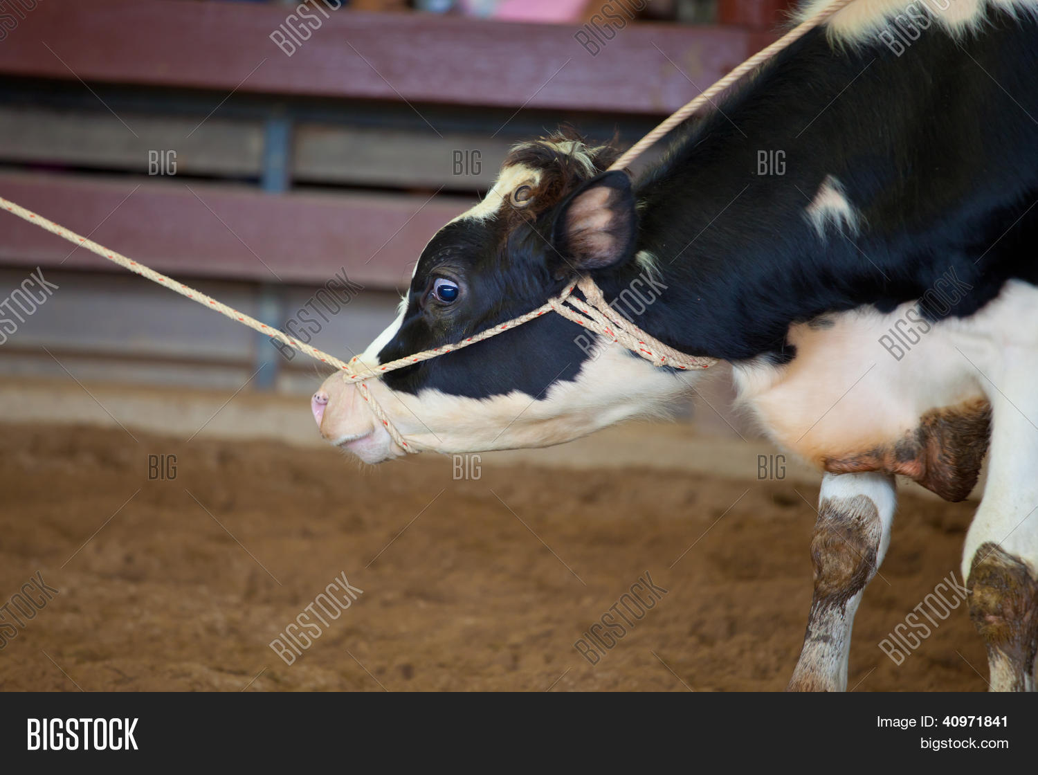 бык в сарае. фиксация быка. бык на привязи. бык привязанный. бык на привязи.