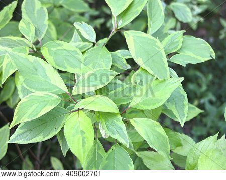 Deren White Svidina Shoot (cornus Alba L.) In Summer