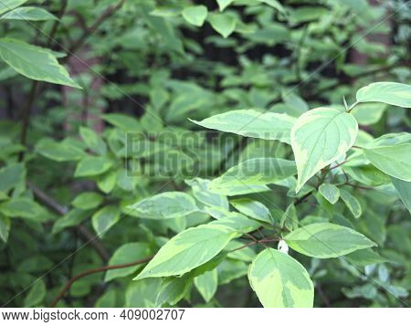 Deren White Svidina Shoot (cornus Alba L.) In Summer