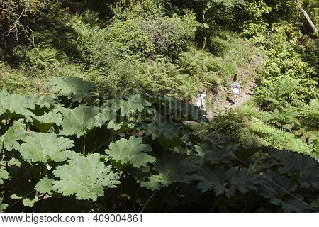Saltash (england), Uk - August 21, 2015: Cotehele Park, Near Saltash,  Cornwall, England, United Kin