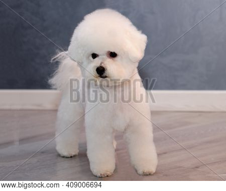 Bichon Frise After Grooming In An Animal Salon