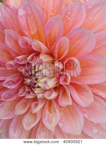 Pink Dahlia med regndråber