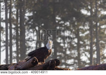 A Bald Eagle Perched On Driftwood Logs On A Sunny Day On Vancouver Island At Jordan River Beach