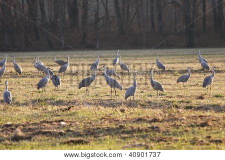 Sandhill Cranes at the Jasper-Pulaski Crane Reserve in Indiana