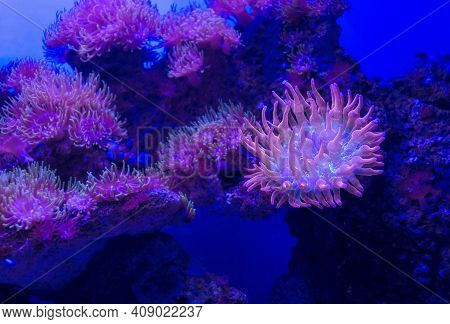 Colony Of Rose Bubble Tip Anemone (entacmaea Quadricolor) With One Of Them Close Up