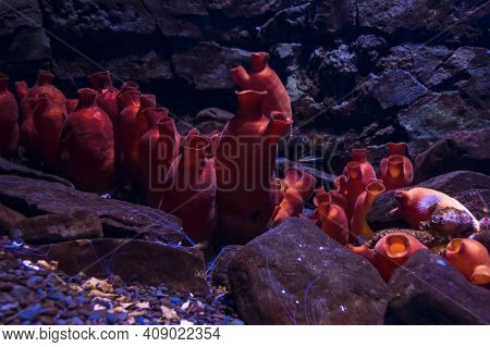 Close Up View Of Hordate Animals Red Sea Squirt (halocynthia Papillosa) Species On The Bottom
