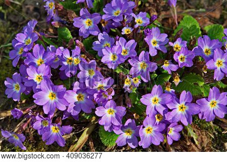 Purple And Yellow Primroses In Bloom And Leaves.primroses In Spring.