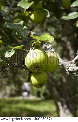 Saltash (england), Uk - August 21, 2015: Apples In Cotehele Park, Near Saltash,  Cornwall, England, 