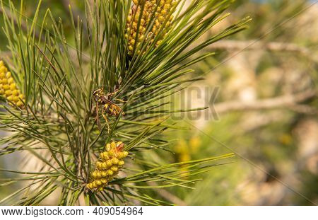 Close-up Of A Wasp (vespula) On The Branch Of A Young Pine Tree (pinus Halepensis) In A Sunny Day