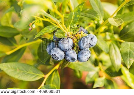 Blueberries - Delicious, Healthy Berry Fruit. Vaccinium Corymbosum, High Huckleberry. Blue Ripe Frui