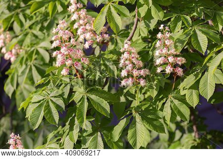 Spanish Chestnut Candle On The Bright Background. Aesculus Hippocastanum Leaves