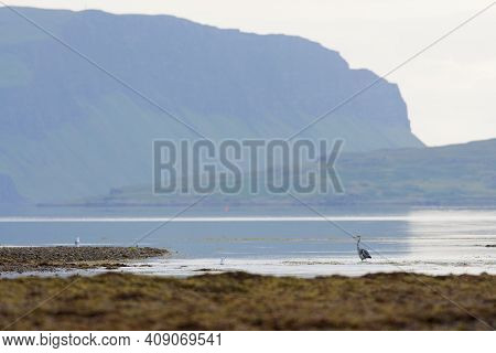 Grey Heron Stands Looking Left Across Low Tide Water At Loch Na Keal, Isle Of Mull. Plenty Of Copy S