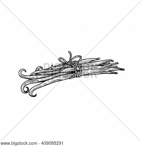 Vanilla Sticks Or Pods In Bunch Bound By Twine. Sketch Style Hand Drawn Design. Aroma Spices Drawing