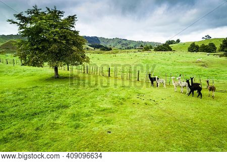 Alpacas Farm In A Beautiful Landscape In Whanganui, New Zealand