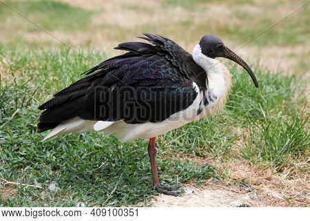 Straw-necked Ibis In The Nature In France