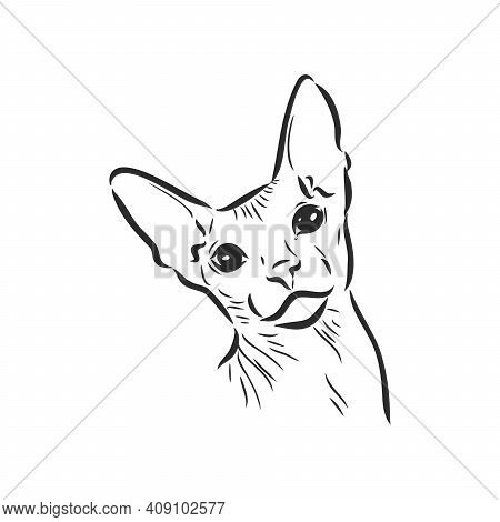 Sketch Of A Sphinx Cat, Isolated, On A White Background. Sphinx Cat, Vector Sketch On A White Backgr