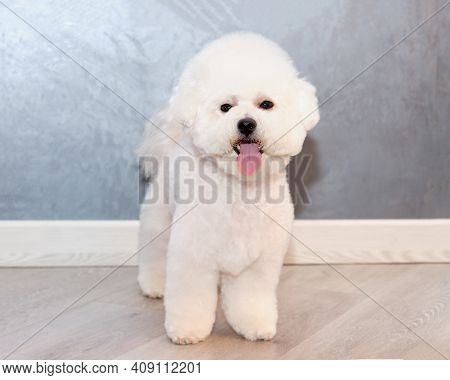 Bichon Frise After Grooming In An Animal Salon Front View Close Up