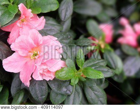Delicate Pink Japanese Azalea Flower (rhododendron Obtusum) Against A Background Of Greenery, Macro 