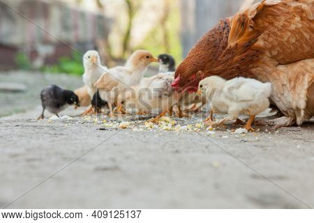 Close Up Yellow Chicks On The Floor , Beautiful Yellow Little Chickens, Group Of Yellow Chicks