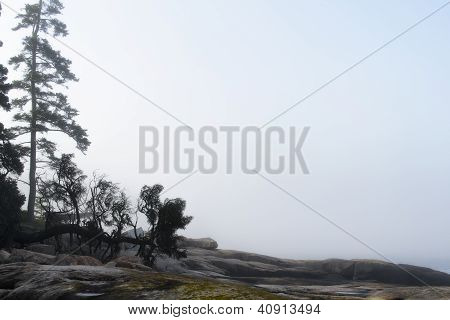 Desolato alberi e nebbia - parco nazionale di Acadia
