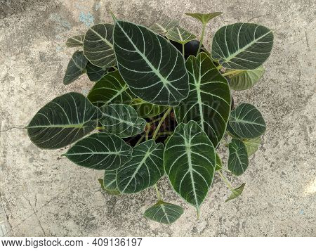 Alocasia Reginula Black Velvet Plant, Dark Green Leaves
