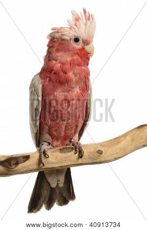 Rose-breasted Cockatoo