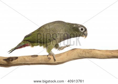 Maximillian Pionus Parrot