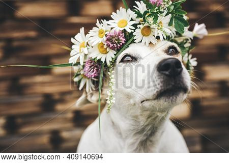 Close-up Of A Dog With A Wreath Of Wildflowers On A Summer Day. Funny Portrait Close-up Of A Pet Jac