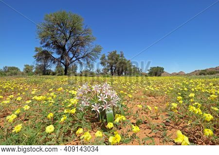 Scenic landscape with yellow flowers of Tribulus zeyheri, southern Namibia