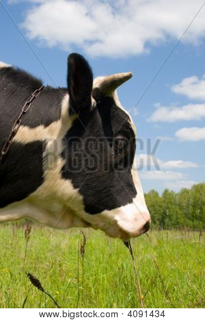 Krowy w zielone pole