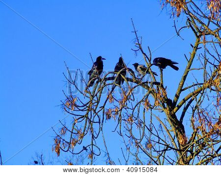 Jackdaw นกกา Monedula