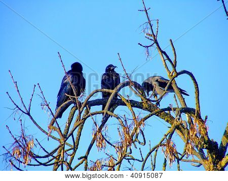 Jackdaw นกกา Monedula