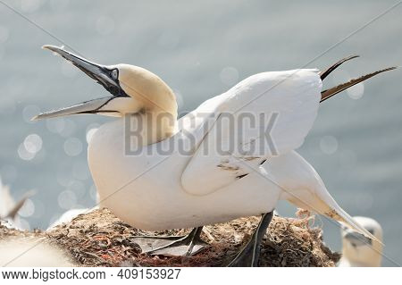 A Gannet Stands With Spread Wings On A Rock After Landing. Sea In The Background. Heligoland