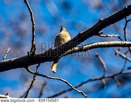 A Female Daurian Redstart, Phoenicurus Auroreus, Perches In A Tree On A Bright Winter Day In Izumi F