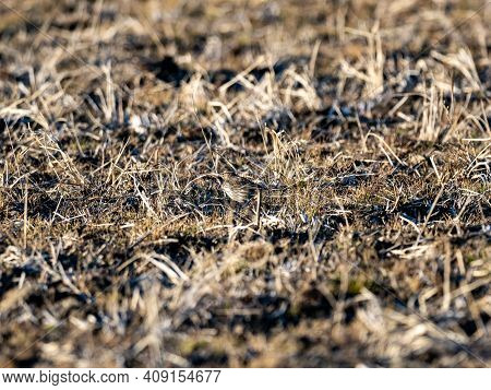 A Small Pipit Songbird Hides In The Low Grass Of A Fallow Winter Rice Field On A Small Farm Near Yok