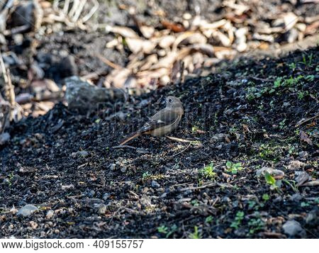 A Female Daurian Redstart, Phoenicurus Auroreus, In The Brush Beside A Small Wetland On A Bright Win