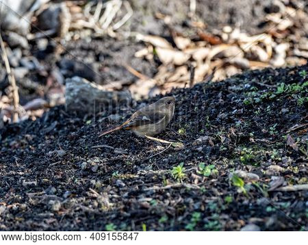 A Female Daurian Redstart, Phoenicurus Auroreus, In The Brush Beside A Small Wetland On A Bright Win