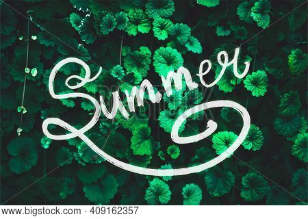 Against A Background Of Dark Green Ivy Leaves, An Elegant White Inscription 