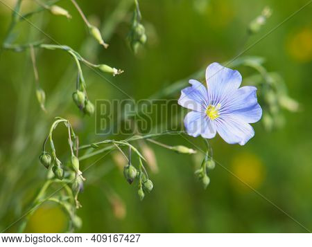 Blue Flax Flowers Or Lint, Linum Perenne