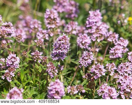 Wild Thyme Blooming Plant With Pink Flowers, Thymus Vulgaris