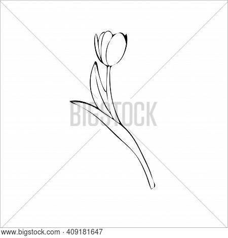 Flower Tulip Spring Woman March Vector Draw